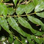 Copaifera aromatica Folla