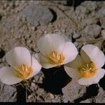 Calochortus leichtlinii Flower