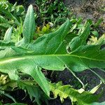 Cynara cardunculus Levél