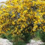 Fremontodendron mexicanum Blüte
