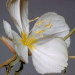 Oenothera albicaulis Çiçek