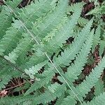 Thelypteris palustris Leaf