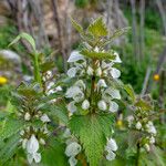 Lamium moschatum 花