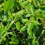 Croton glandulosus Alkat (teljes növény)