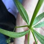 Asperula arvensis Leaf