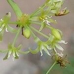 Smilax fluminensis Blüte