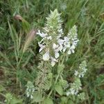 Stachys ocymastrumЦветок