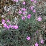 Dianthus graniticus Costuma