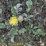 Centaurea acaulis Hábito