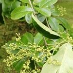 Euonymus carnosus Leaf