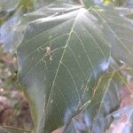 Pongamia pinnata Blatt