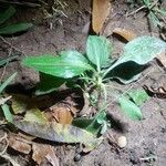 Rudbeckia hirtaLeaf