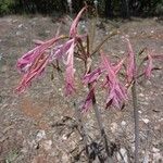 Amaryllis belladonna Квітка