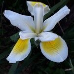 Iris orientalisFlower