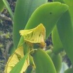 Bulbophyllum occultum പുഷ്പം