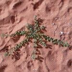 Tribulus terrestris Leaf