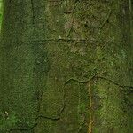 Tessmannia anomala Corteza