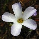 Leptosiphon grandiflorus Flower