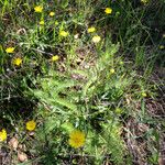 Ranunculus californicus Alkat (teljes növény)