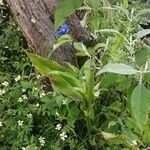 Commelina tuberosa 整株植物