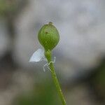 Kernera saxatilis Frukt