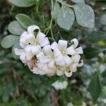 Murraya paniculata Flor