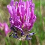 Astragalus onobrychis Virág