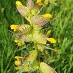 Rhinanthus major Квітка