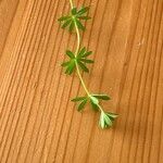 Galium albumLeaf