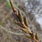 Populus nigra Other