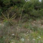 Scandix australis Alia
