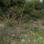 Scandix australis Diğer