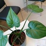 Alocasia cucullata List