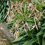 Agapanthus africanus Fruit