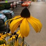 Echinacea paradoxa Fleur