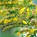 Solidago rugosa Habitus