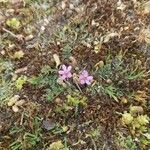 Erodium cicutariumFlower