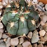 Gymnocalycium pflanzii পাতা