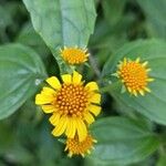 Viguiera dentata 花