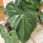 Anthurium nymphaeifolium List