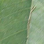 Ficus binnendykii Leaf