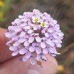 Iberis ciliata Fula