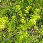 Cerinthe glabra Blatt