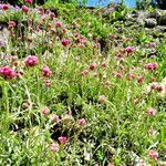 Antennaria rosea عادت داشتن