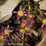 Saxifraga biflora 整株植物