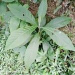 Blumea balsamifera 葉