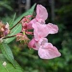 Impatiens glandulifera Λουλούδι