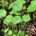 Claytonia perfoliataЛист