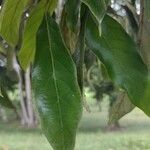 Nectandra oppositifolia Лист