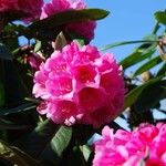 Rhododendron pudorosum Flor